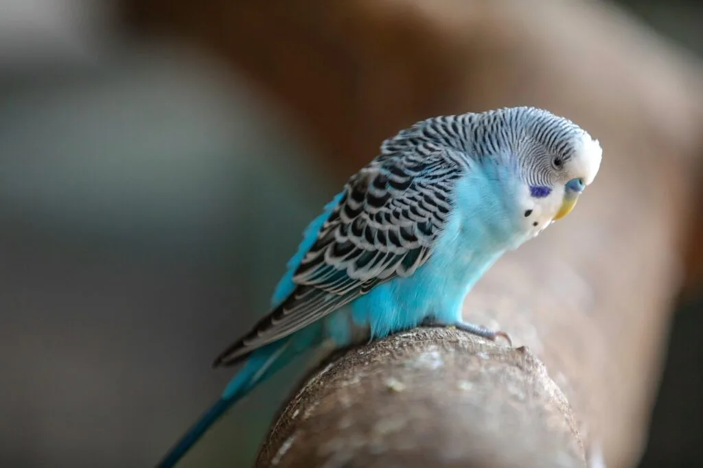 parakeet as pet: budgerigar