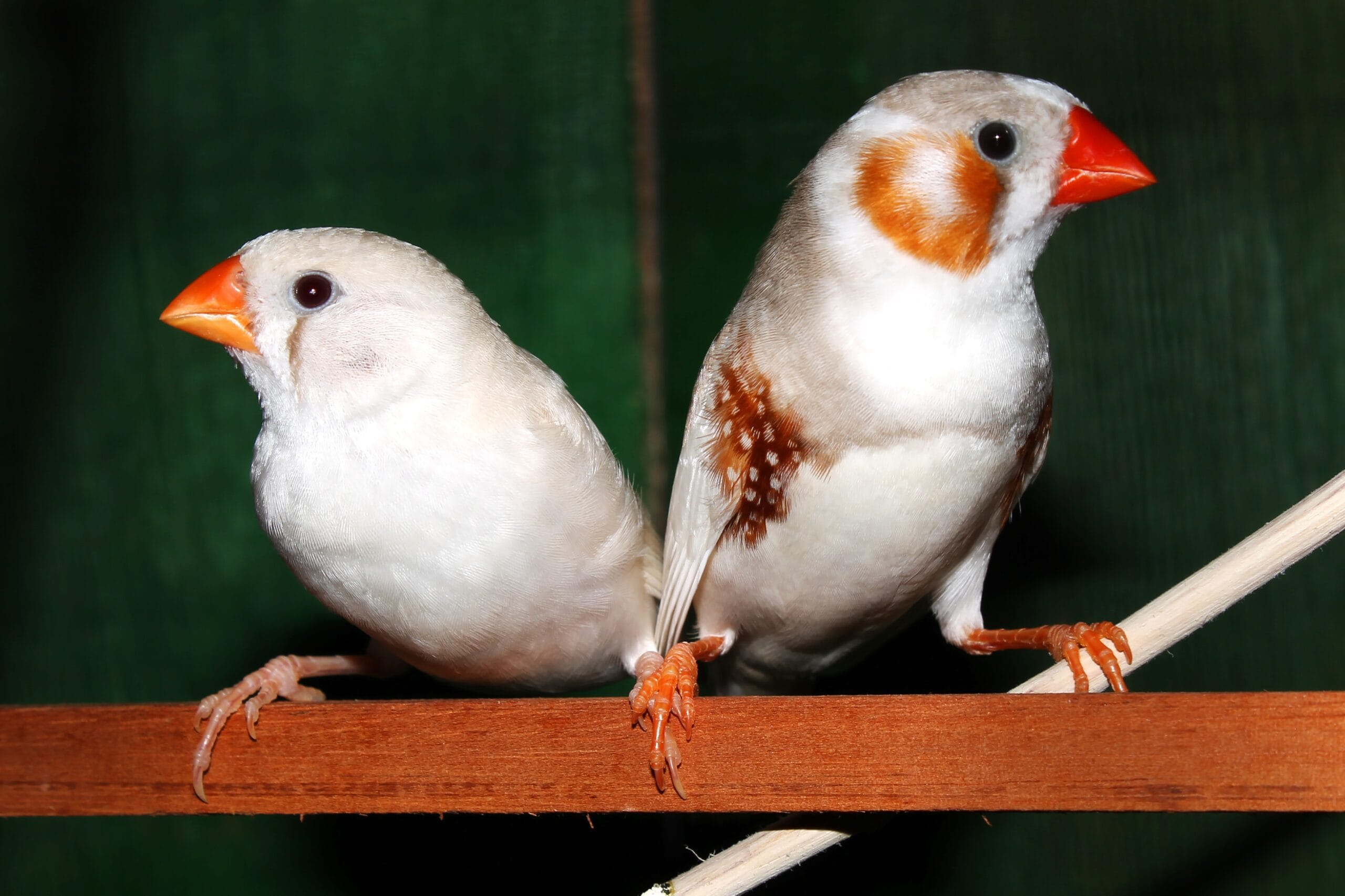 Thinking of finches as pets? Discover care tips, diet needs, and social behavior for these cheerful, low-maintenance birds. Perfect for beginner bird lovers!
