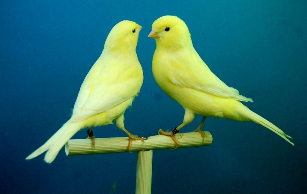 Canaries as pets