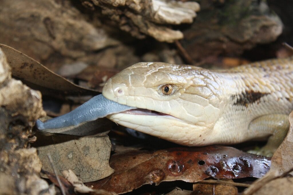 Pet Lizards - Blue-Tongued Skink