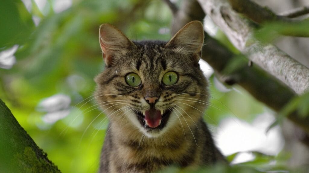 why does my cat bite me