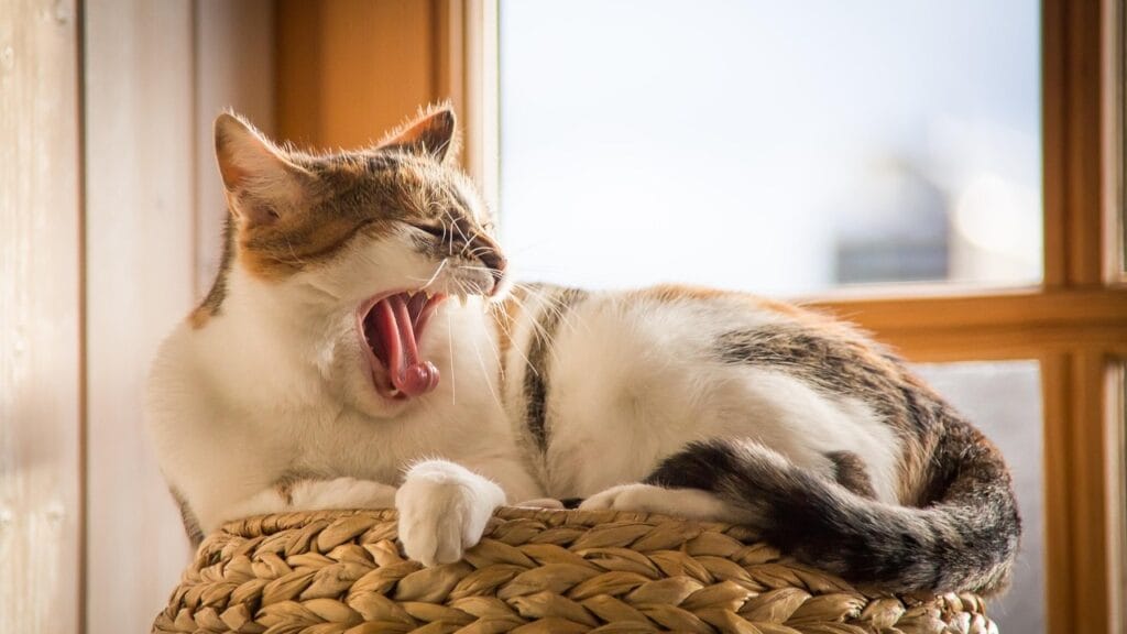 why is my cat sneezing