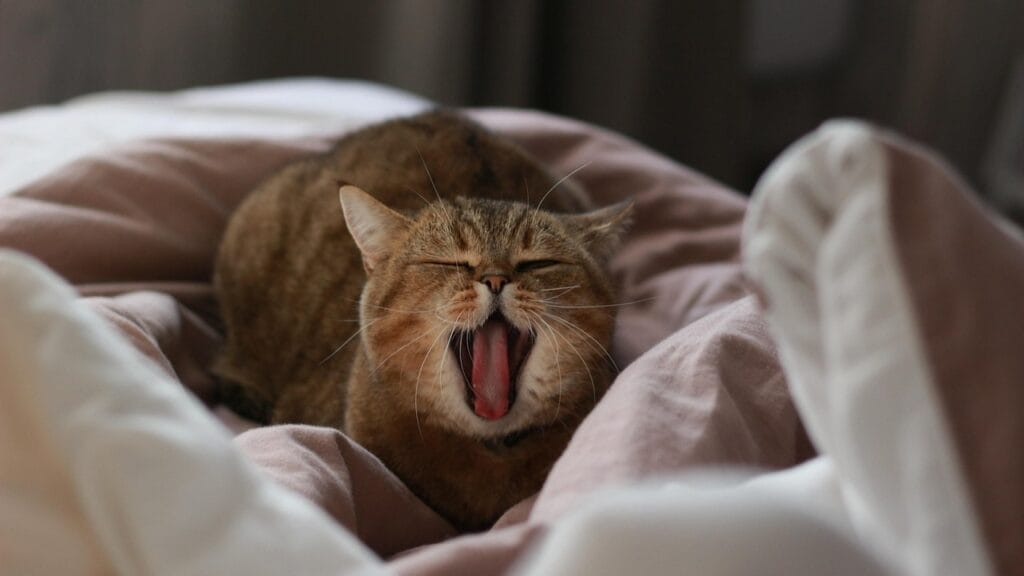 why is my cat sneezing