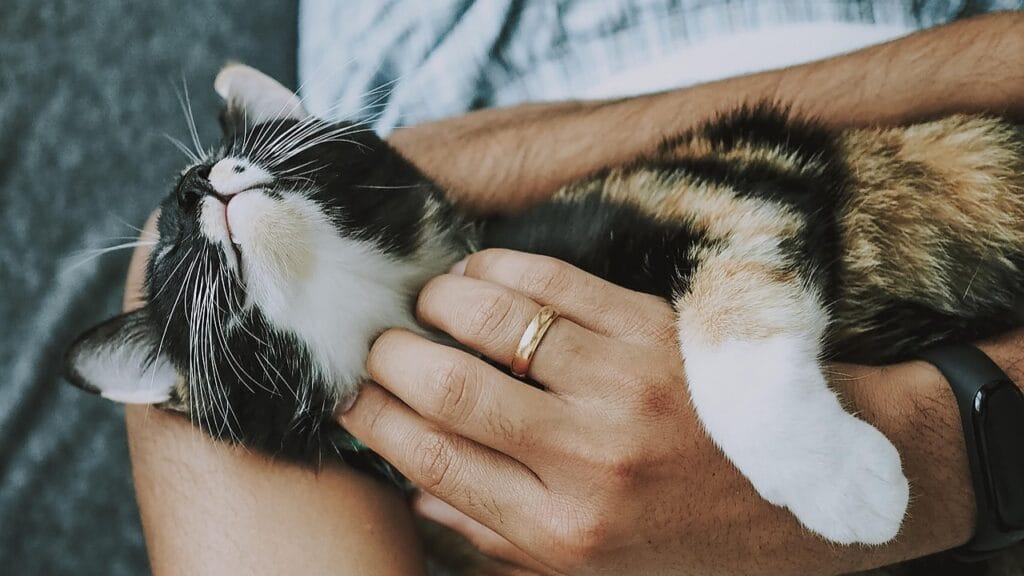 why does my cat bite me