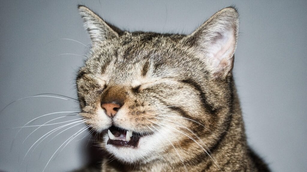 why is my cat sneezing