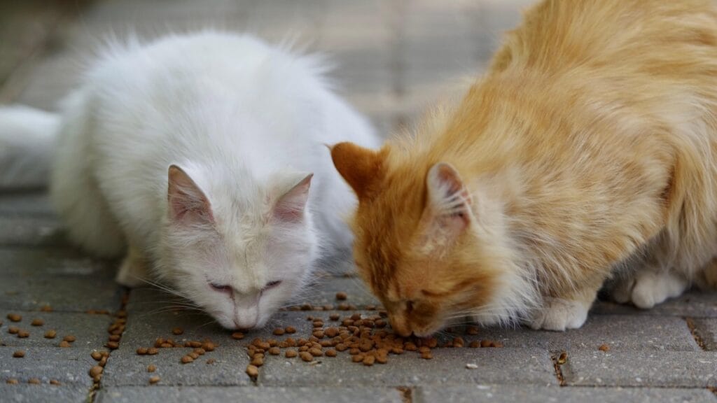 hypoallergenic cat food
