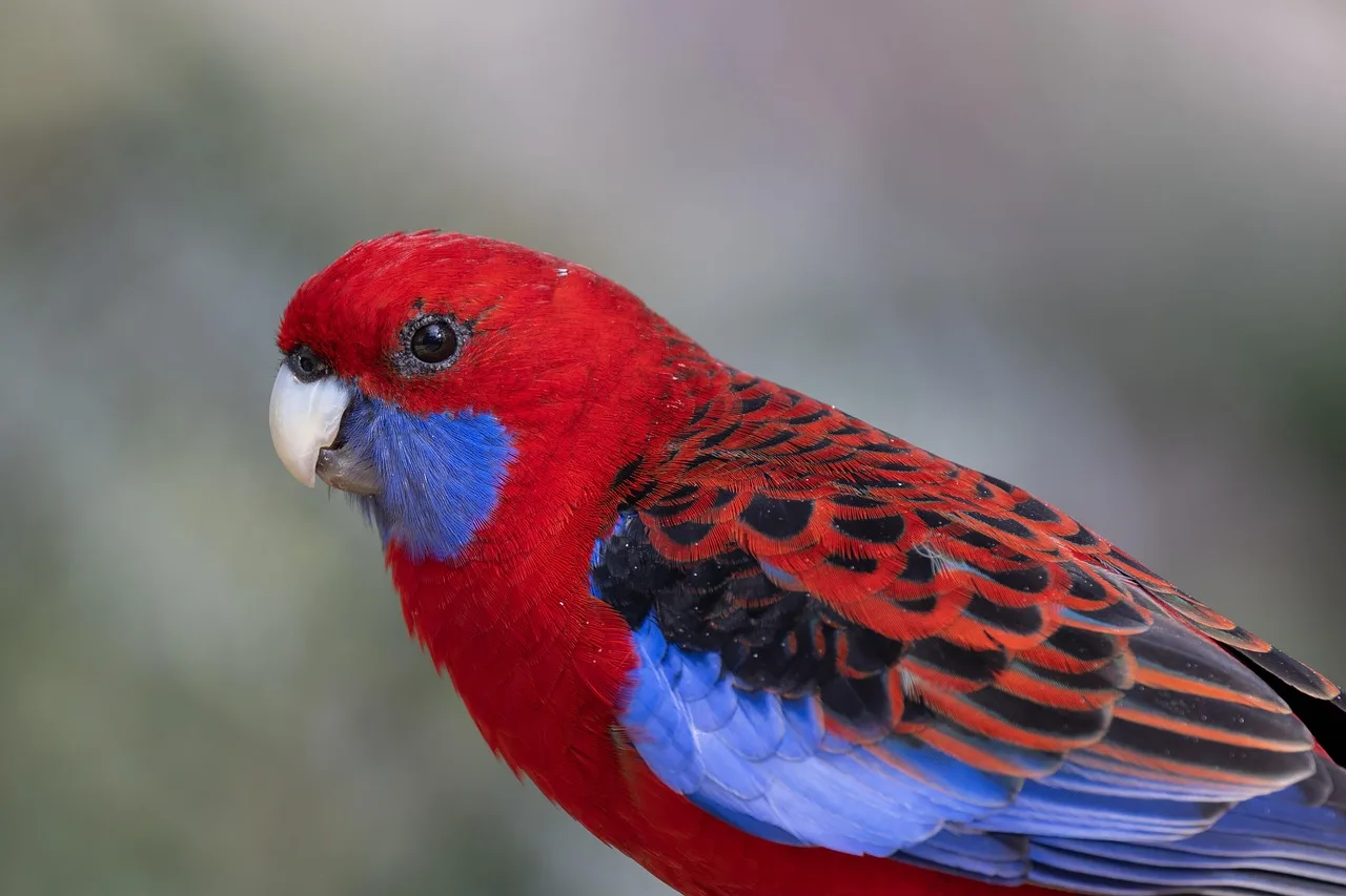 New bird owner? Learn 6 crucial facts about parakeet life expectancy before bringing one home.