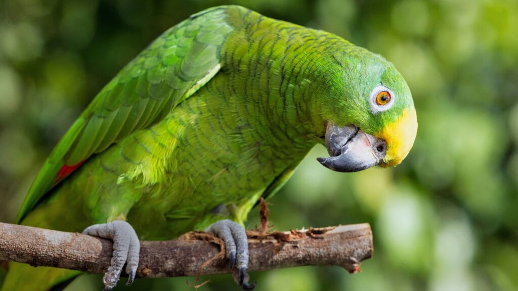 Parrot behavior