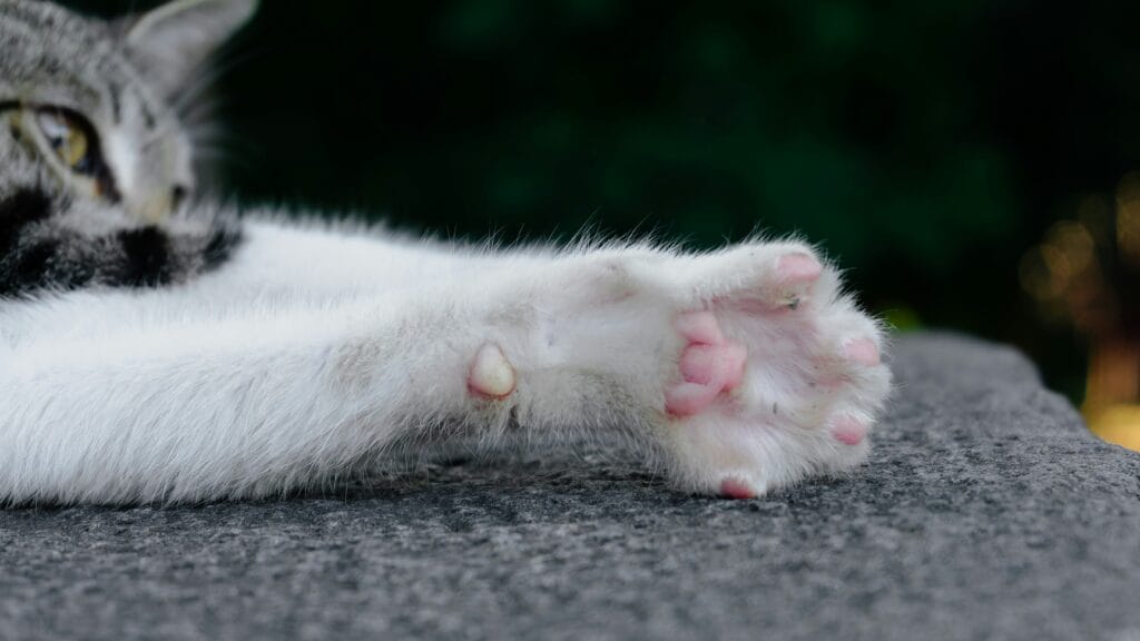 how to cut cat nails
