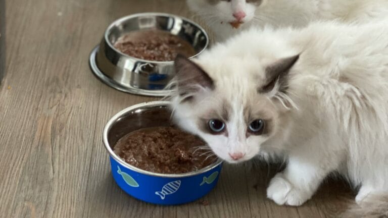 Discover the best hypoallergenic cat food options that eliminate allergies and boost your cat's health. Expert reviews and proven results!