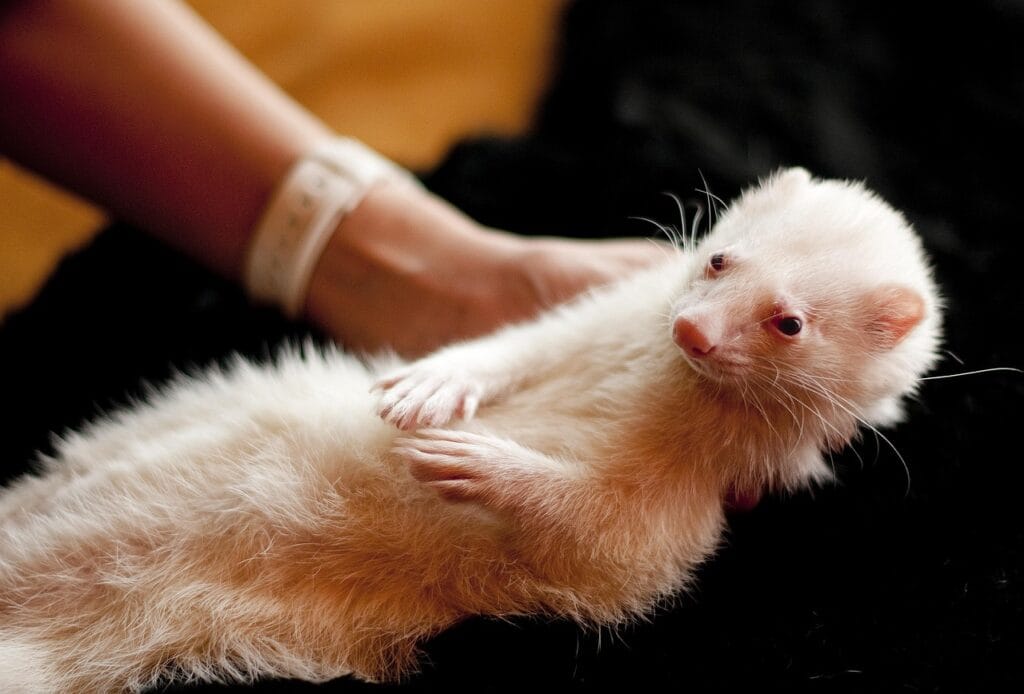 ferret as pets