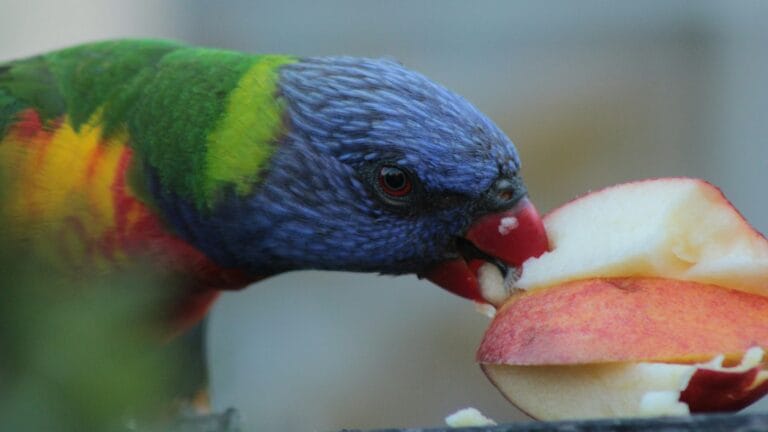 Discover how to teach your bird to eat a new diet with this step-by-step guide. Learn safe methods to transition your bird from seeds to healthy, balanced nutrition. Improve your bird’s health, feather quality, and lifespan with easy, vet-approved tips!