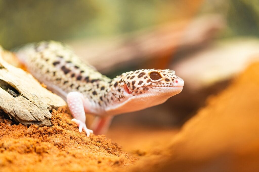 Pet Lizards - Leopard Gecko