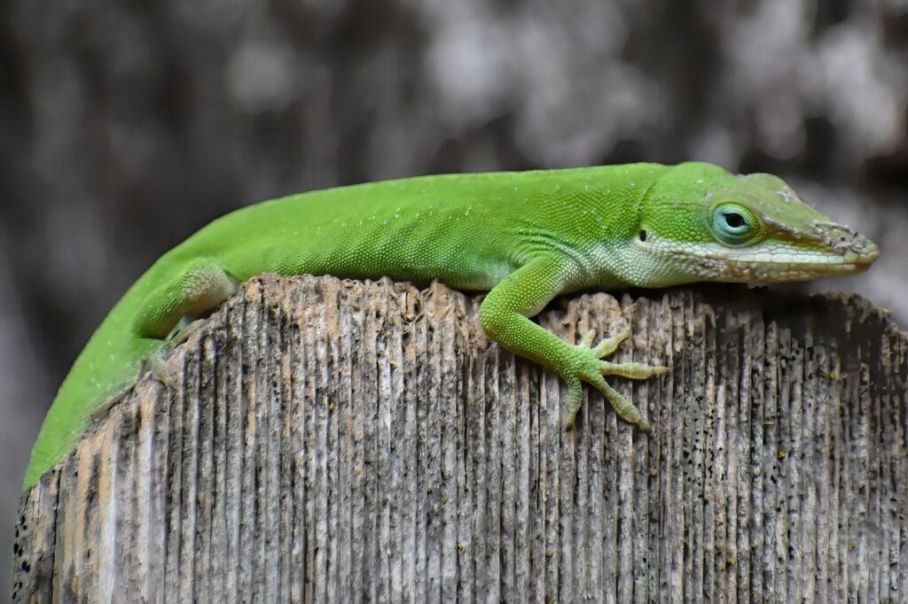 Pet Lizards - Green anole