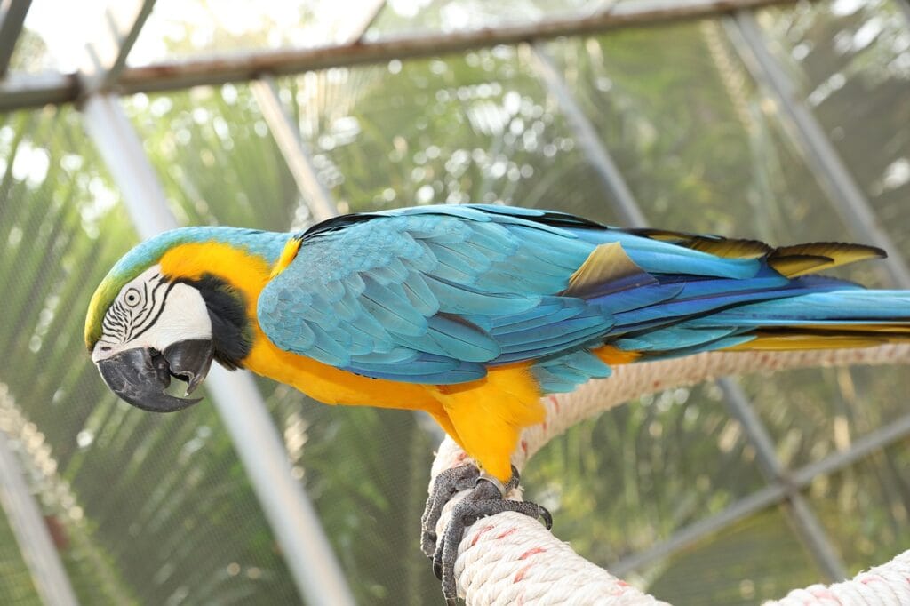 Parrot Age Expectancy: