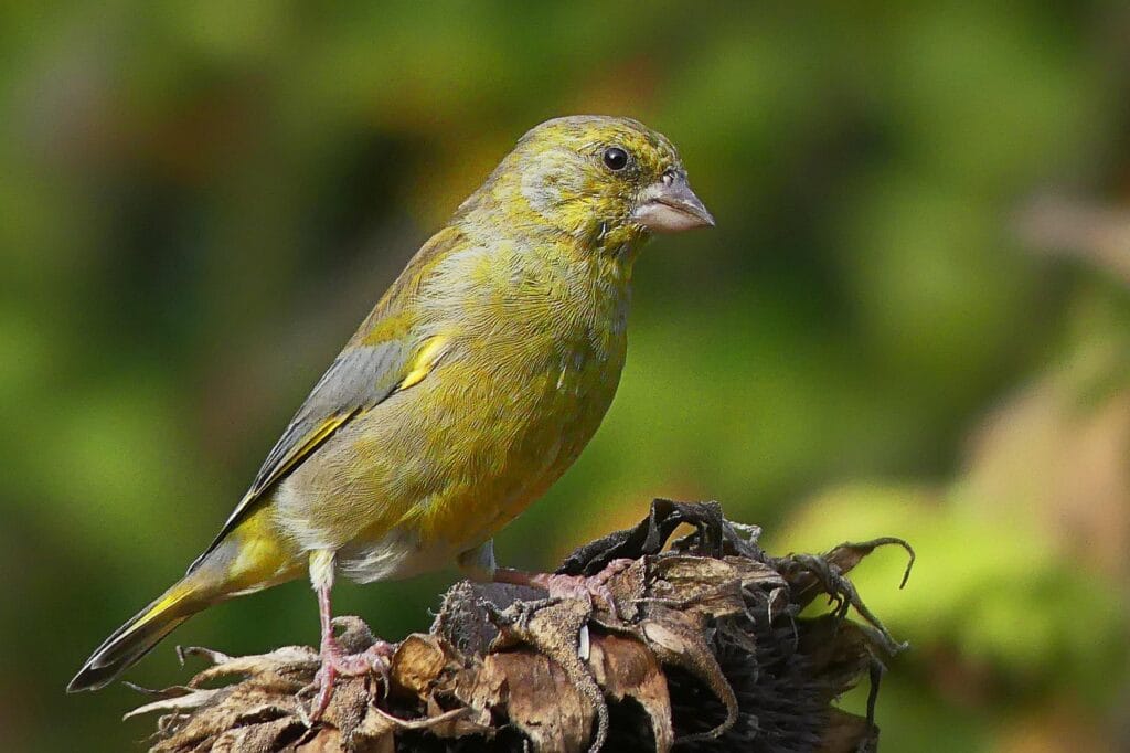Finches as pets