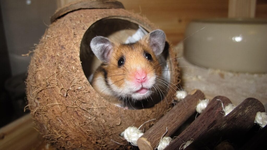 hamster as pet
