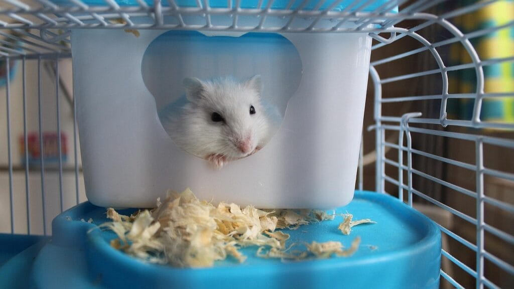 hamster as pet