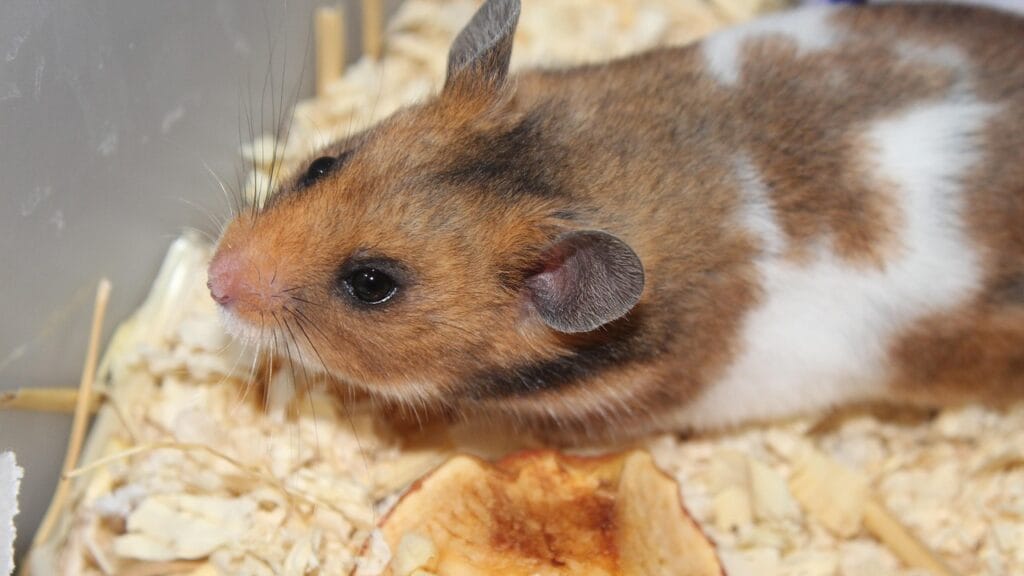 hamster as pet