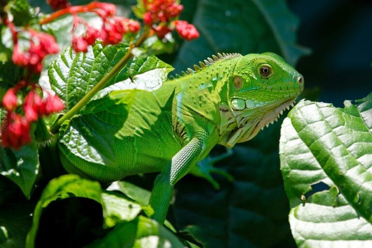 Discover the perfect green iguana diet with our complete feeding guide. Learn what foods keep your iguana healthy and happy.