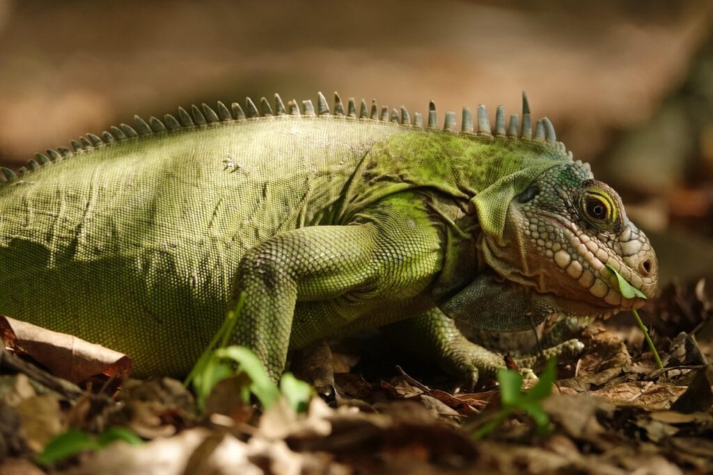 Pet Lizards - Green iguana
