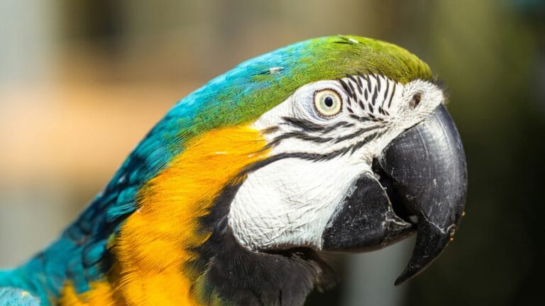 Discover the secrets behind parrot behavior patterns. Learn why parrots scream, bite, and display unique behaviors, plus expert tips for managing common behavioral challenges