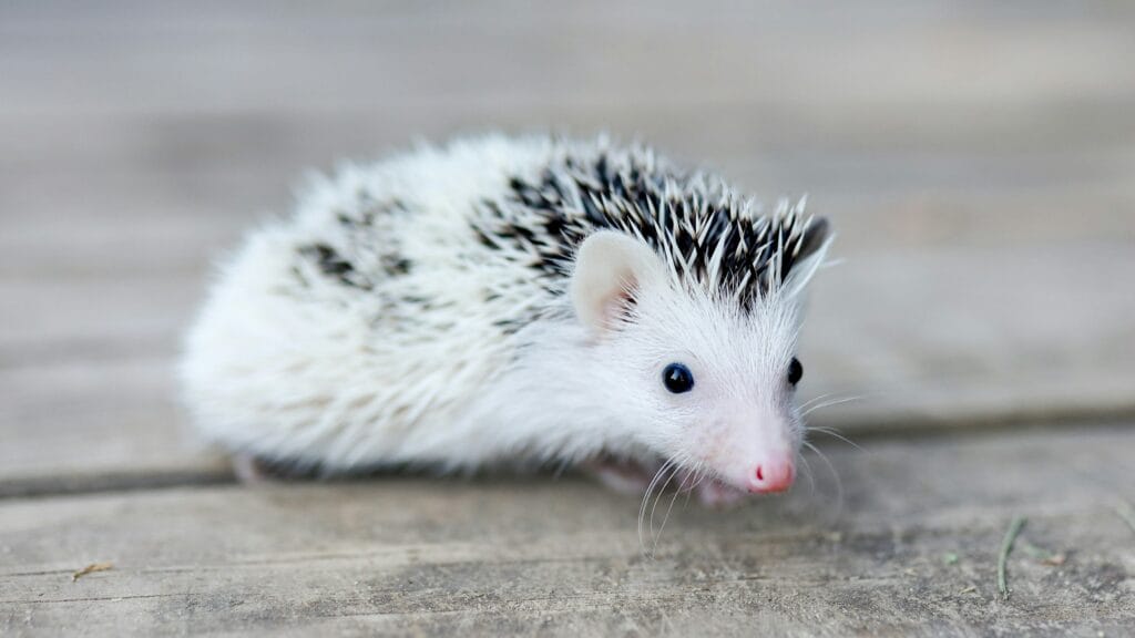 hedgehog as pet