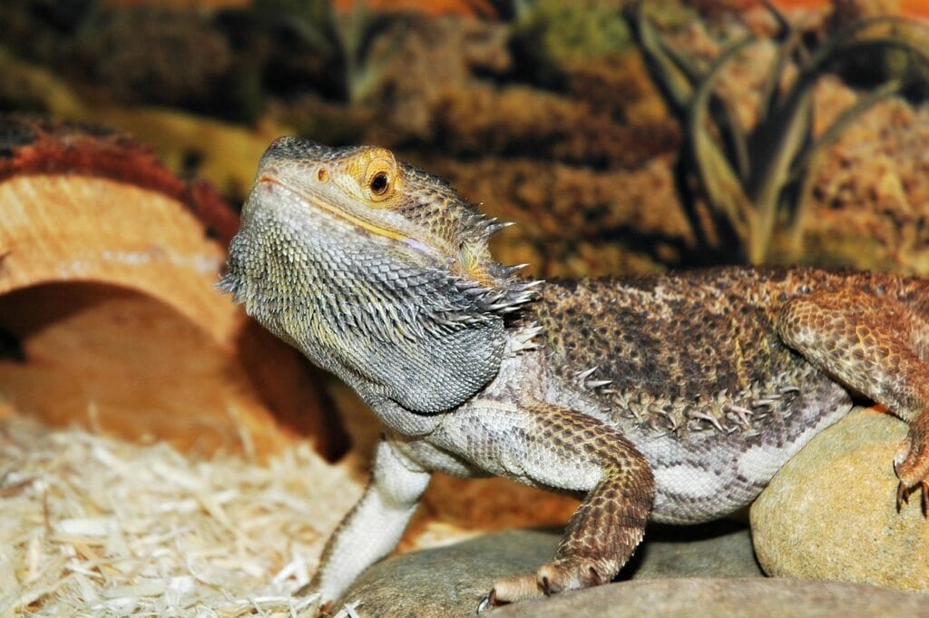Pet Lizards - Bearded Dragon