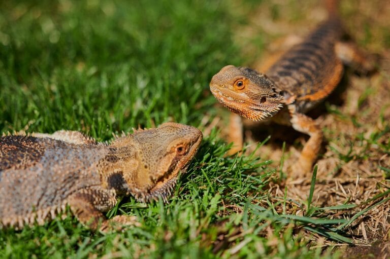 Explore the world of pet lizards with care guides, habitat tips, and feeding advice. Learn which lizard species make great reptile companions at home!