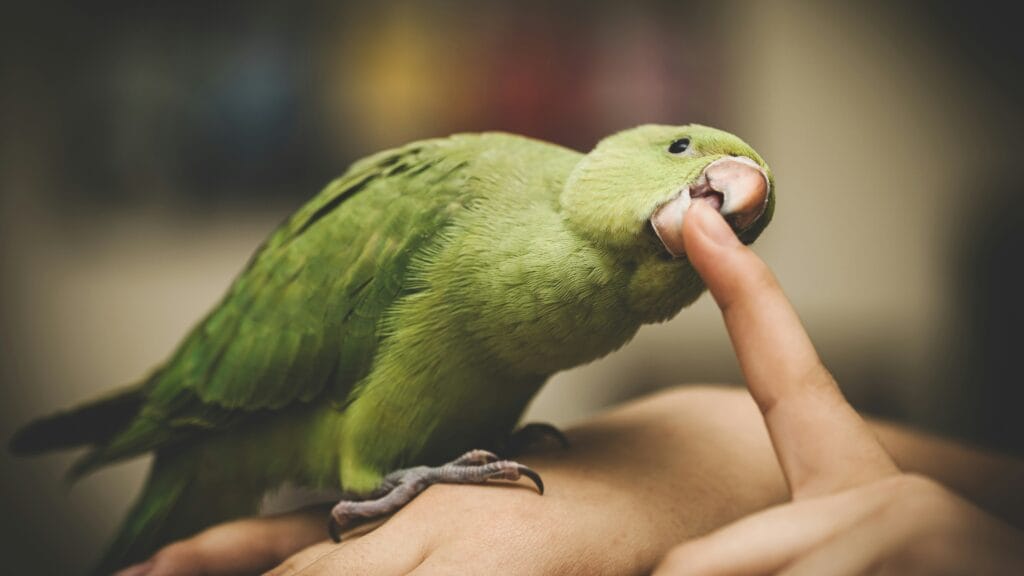 Parrot behavior