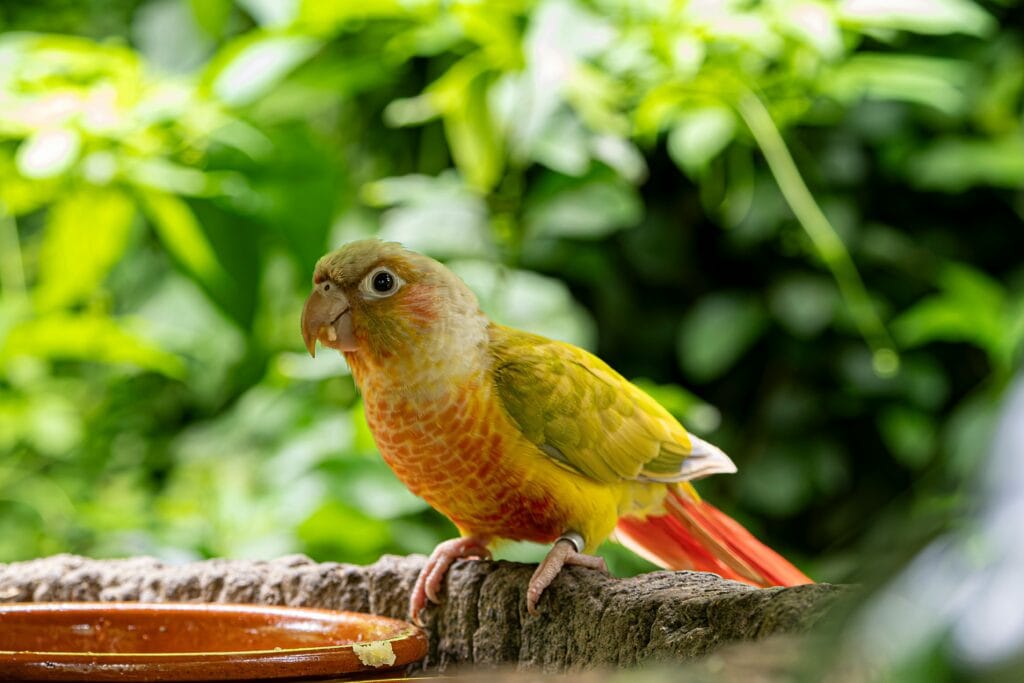 Parrot Age Expectancy: