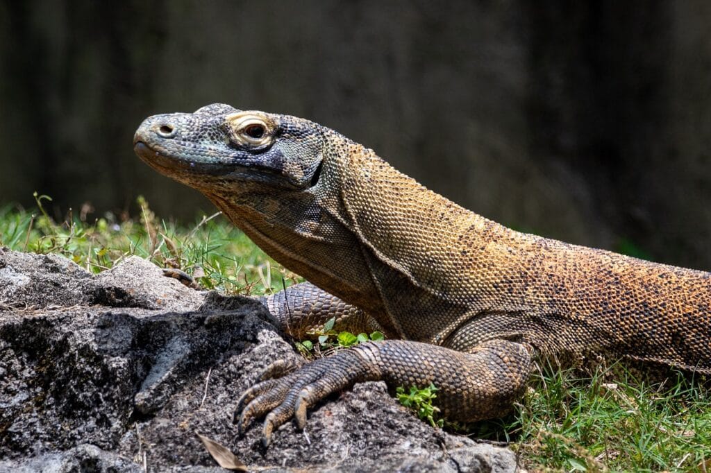 Pet Lizards - Monitor Lizard