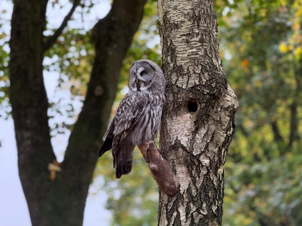 Owl Breeding Secrets
