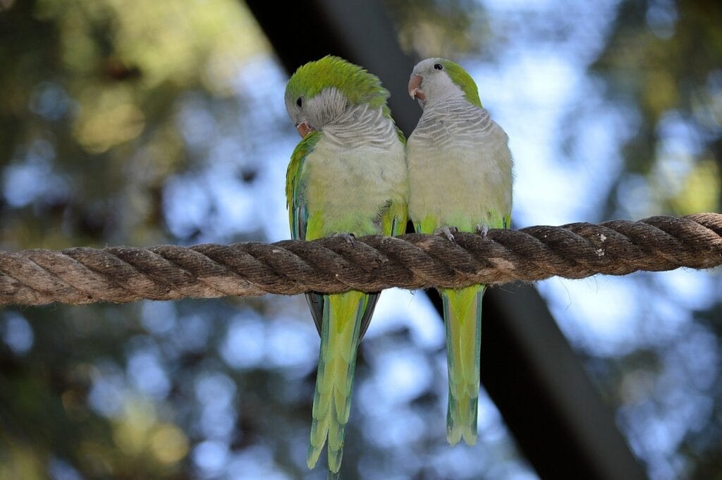 parakeet as pet: monk parakeet