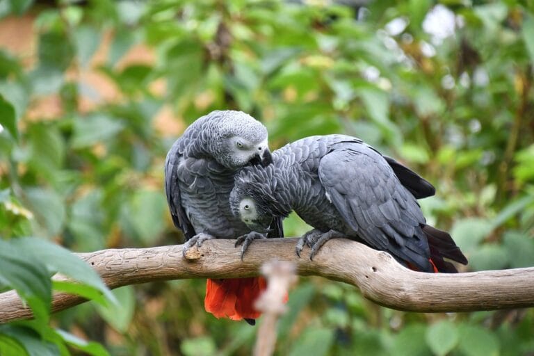 Discover everything about keeping an African gray as pet. From behavior and talking ability to care, challenges, and the joy they bring. Perfect for beginners to seasoned bird keepers.