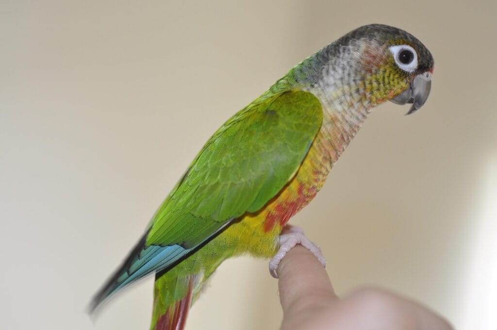 parakeet as pet: green-cheecked conure