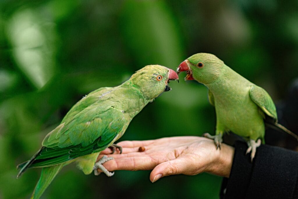 Parakeet Sounds