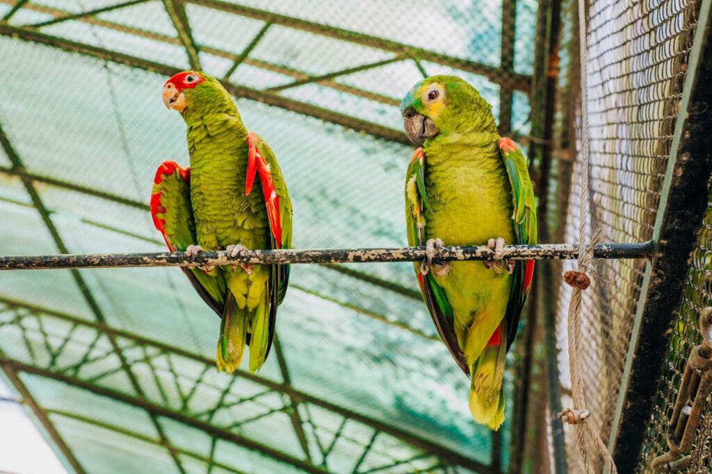 Parakeet Sounds