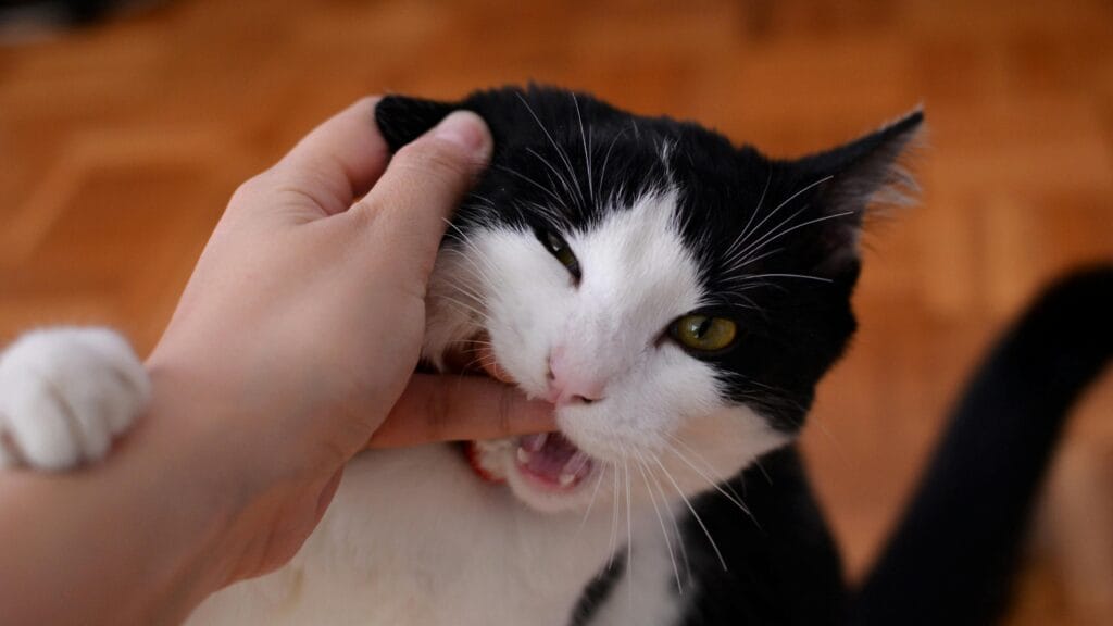 why does my cat bite me