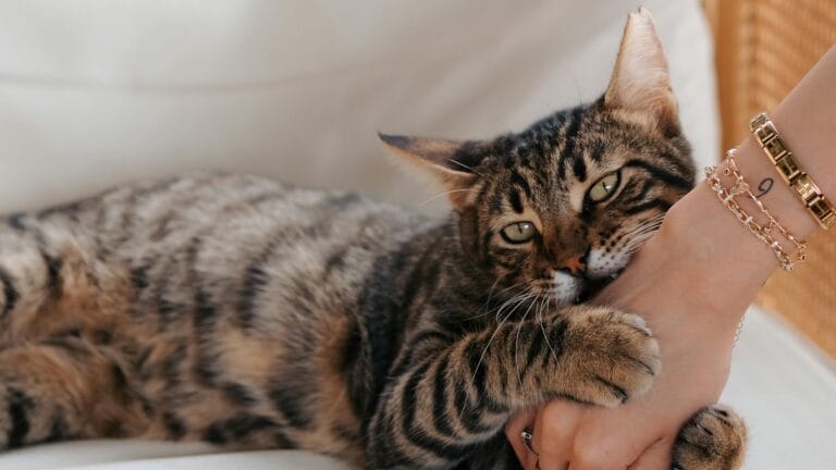Discover why does my cat bite me and learn 7 expert-backed solutions to stop this behavior. Transform your bond with proven tips!