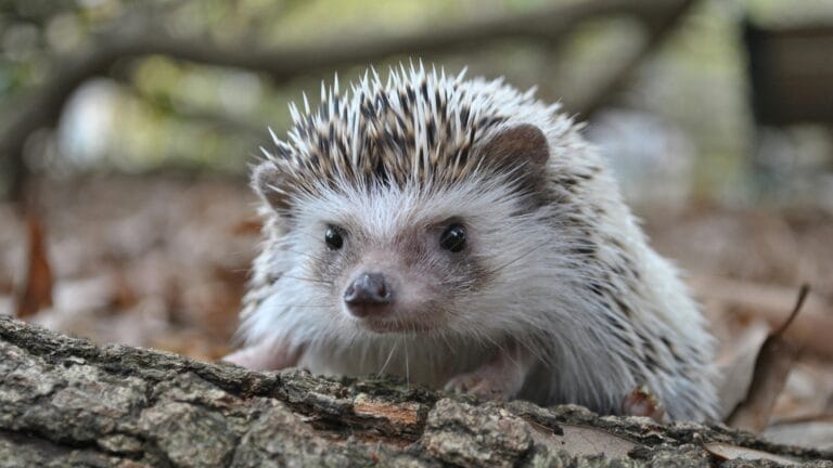 Hedgehog as pet. Discover the fascinating introduction to the world of hedgehogs! Learn about their spines, behavior, and why they make perfect pets for families.