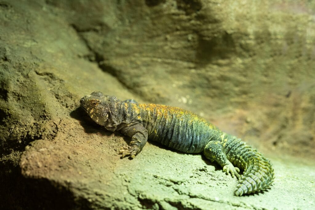 Pet Lizards - Uromastyx
