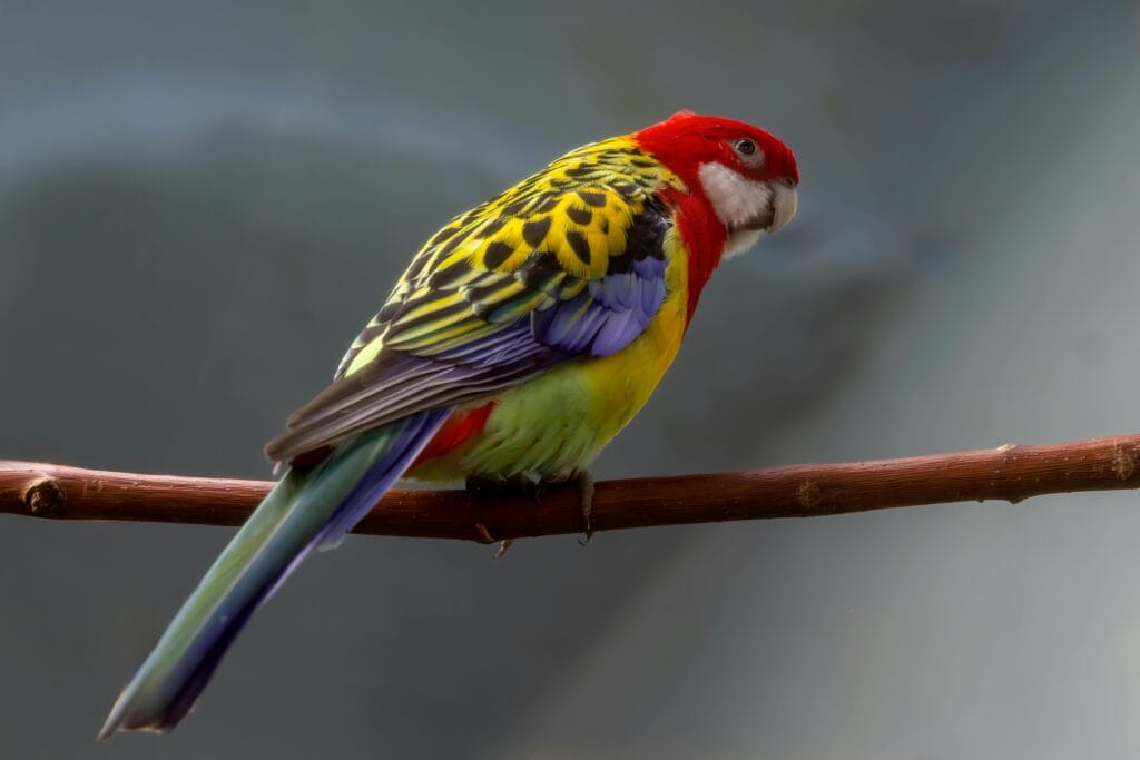 parakeet as pet: eastern rosella