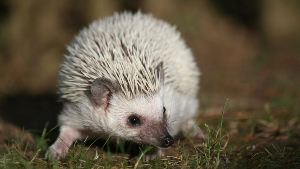 hedgehog as pet