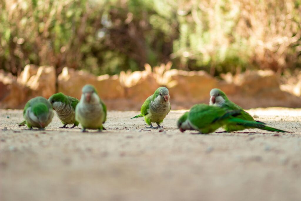 Parakeet Life Expectancy