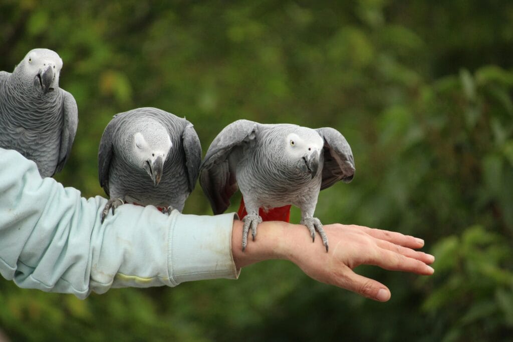 Parakeet Life Expectancy