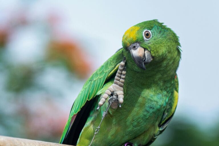 Discover 7 powerful truths about parrot age expectancy that every bird owner must know. Essential insights for maximizing your feathered friend's lifespan.