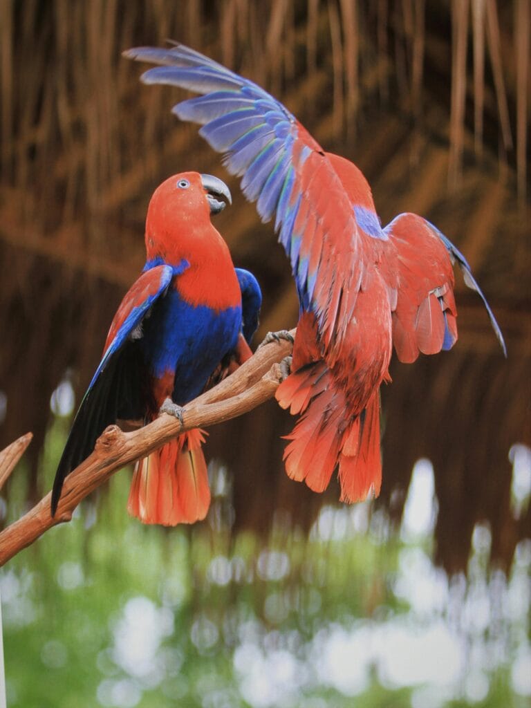 pet birds