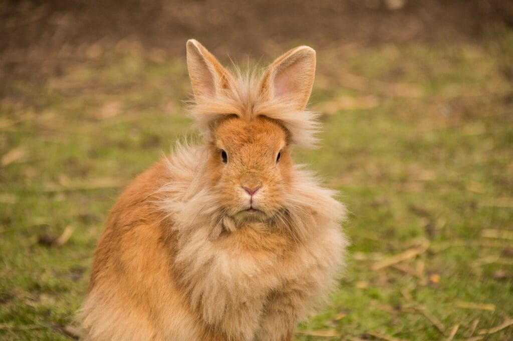 Rabbit care