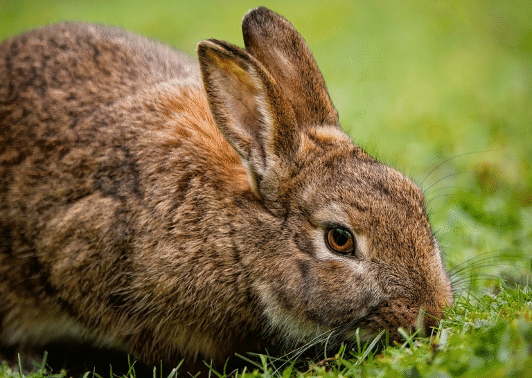 Looking for the ultimate Rabbit care guide? Explore top tips on rabbit nutrition, hygiene, housing, health checks, and enrichment for happy, long-living pets.